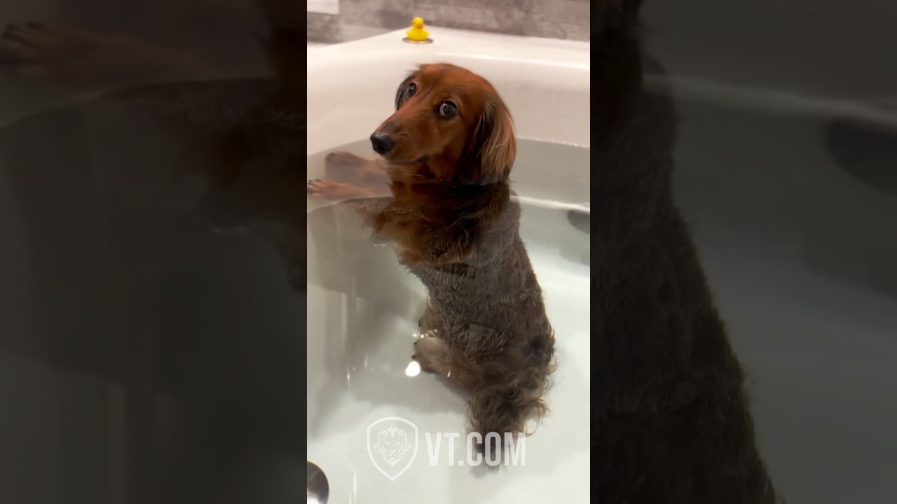 Dog Farts in Tub and Couldn&rsquo;t Care Less 😂🛁💨