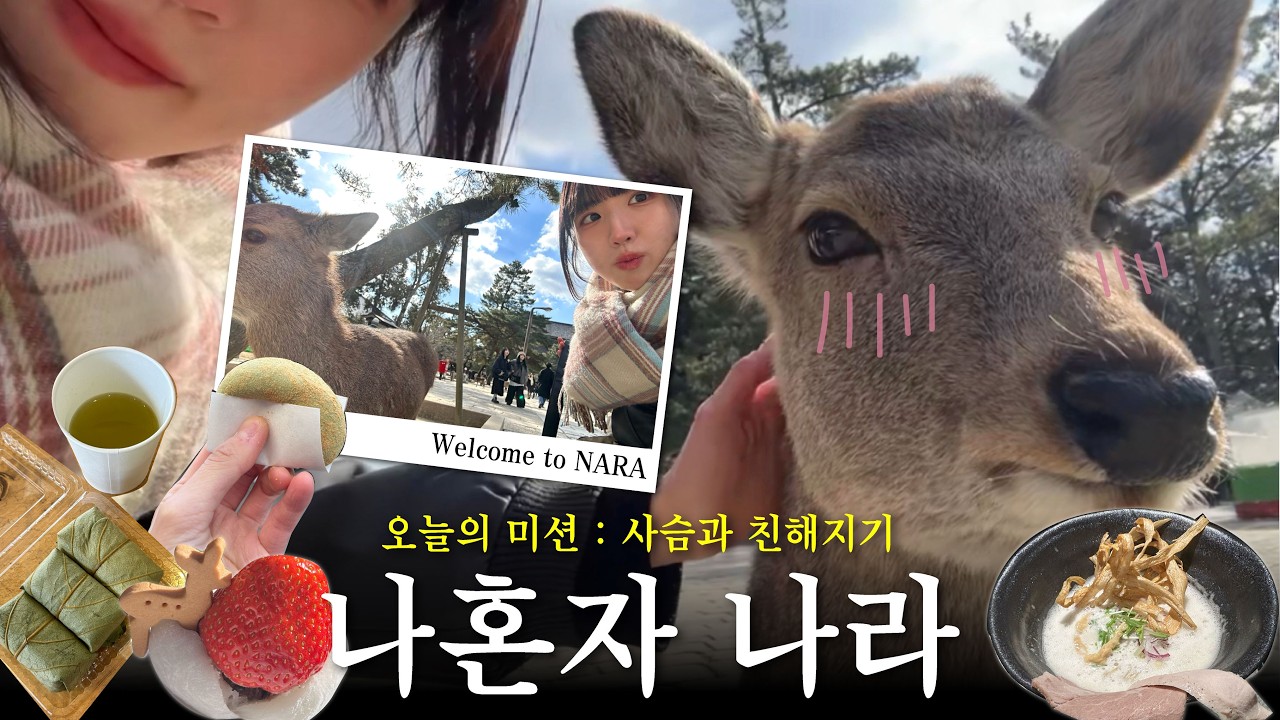 🇯🇵나혼자 오사카 근교 도시 나라에서 사슴들한테 무시 당하는 브이로그🦌| 나라 명물 감잎스시 후기&길거리 간식🍣 추성훈 아조씨가 극찬한 라멘 맛집🍜 도다이지 대불