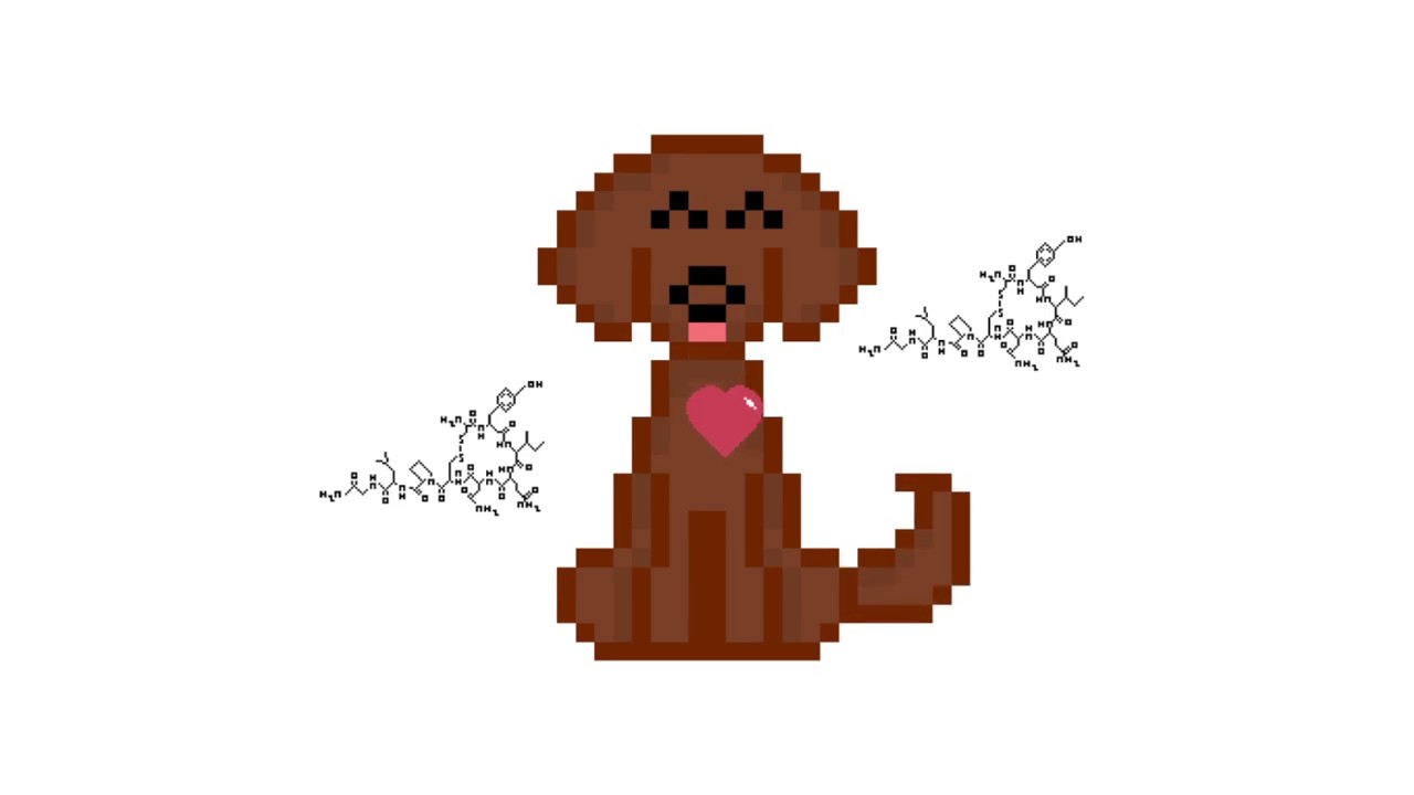 Oxytocin: How Dogs Hijacked our Brain