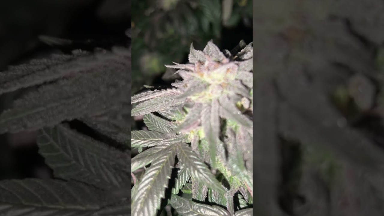 🔥&rdquo;Jealousy&rdquo; 🔥 Aircubes for the win! #Growace #aircubes