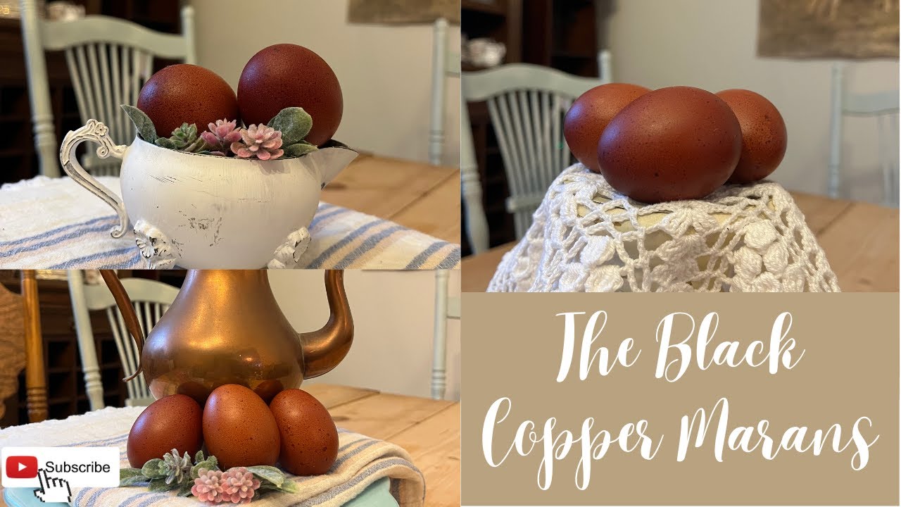 BREED INFO SERIES Part 1 | The Black Copper Marans