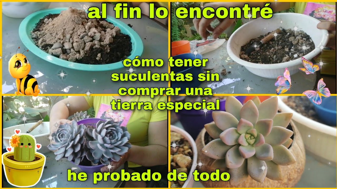 COMO HACER SUSTRATO CASERO PARA  SUCULENTAS Y CACTUS🌵DE MANERA ECONÓMICA 🤑/ PARA NOVATOS COMO YO 😄