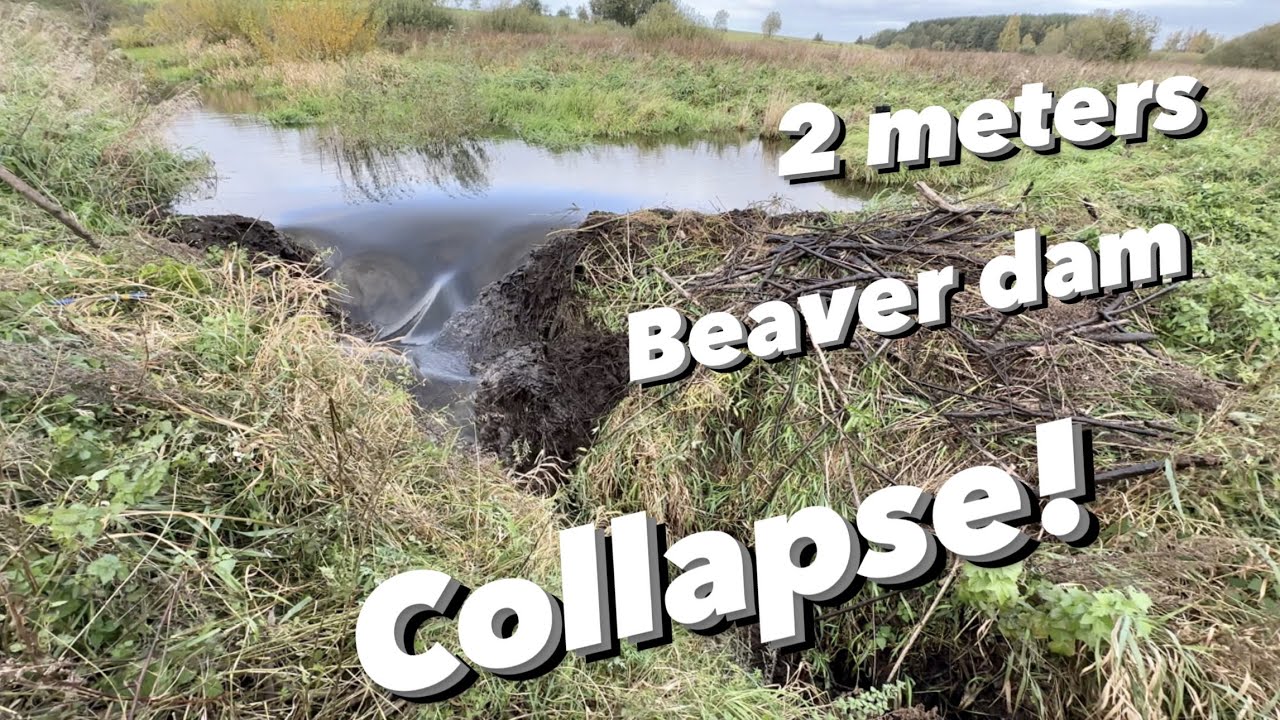 2 Meters Beaver Dam Collapse!