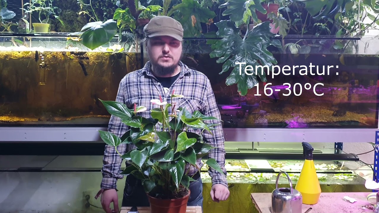 Die Flamingoblume - Haltung, Standort und Pflege der Anthurie. Vermehrung, Temperatur, D&uuml;ngung.