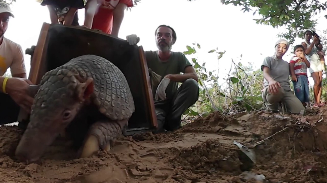 Giant armadillo released back into it's burrow - 360 VR
