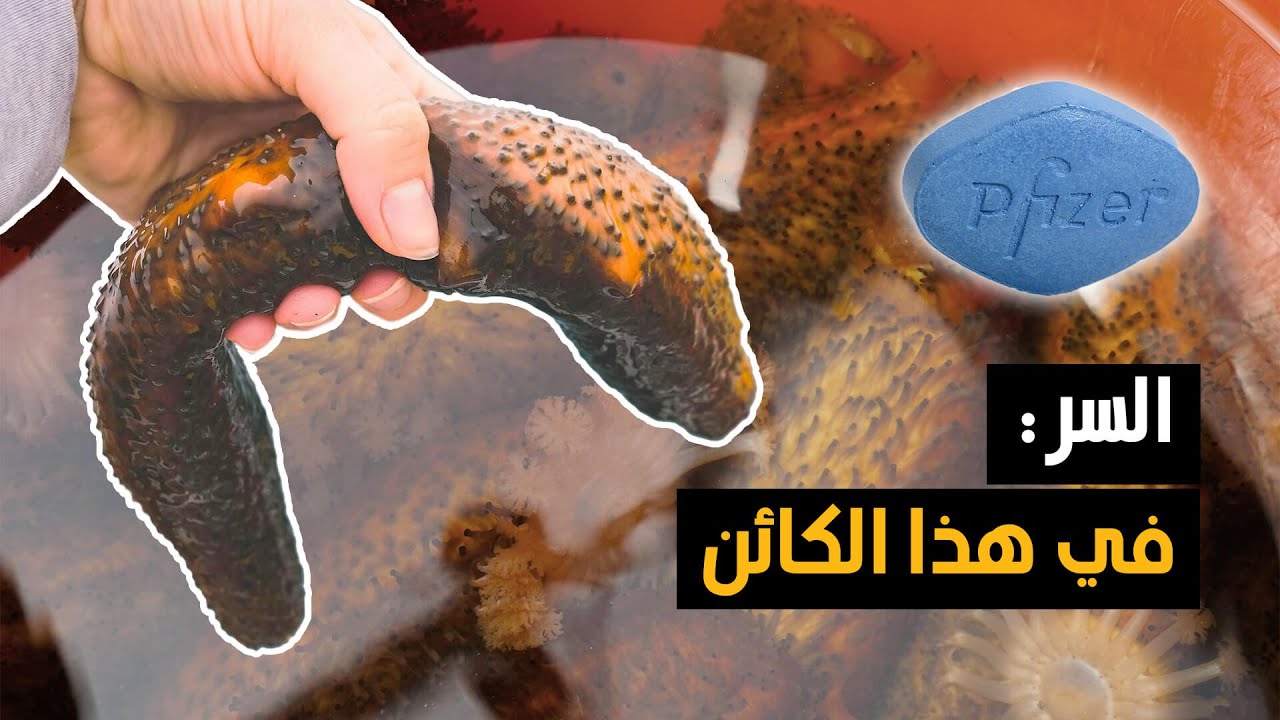 خيار البحر : كنز الطبيعة الغامض وفوائده الصحية المذهلة | الفياجرا الطبيعية