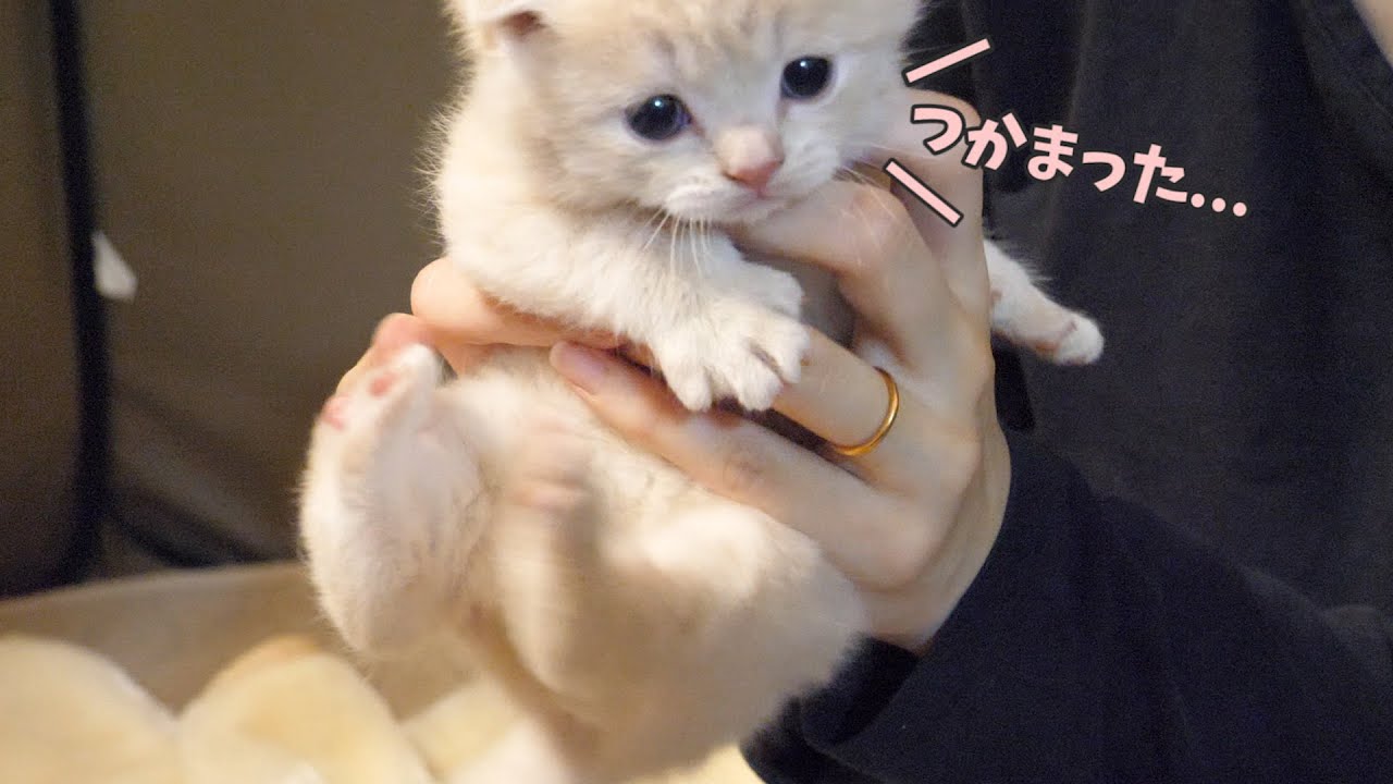 【出口が決壊】子猫の捕獲に成功しましたw  スコティッシュフォールドつむの子猫の成長記録… kitten and go out