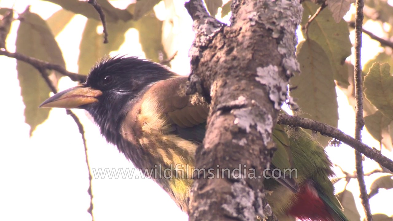 Great Hill Barbet - that most typical Himalayan bird, with lovely colours!