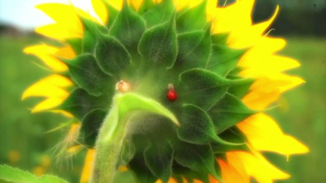 Nature's Stage