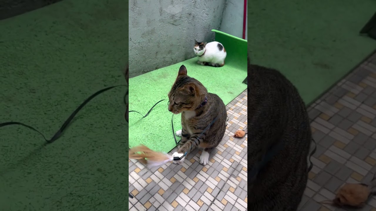 Boobo & Winnie Poo #cat #playtime #fun