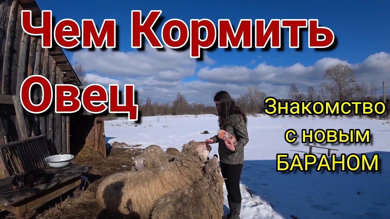 Как нужно кормить ОВЕЦ
