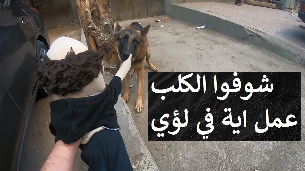 برنامج اضحك مع العرائس الجزء الرابع لؤي  - ابانوب فلكس  #مصر#صباح_الخير #ضحك