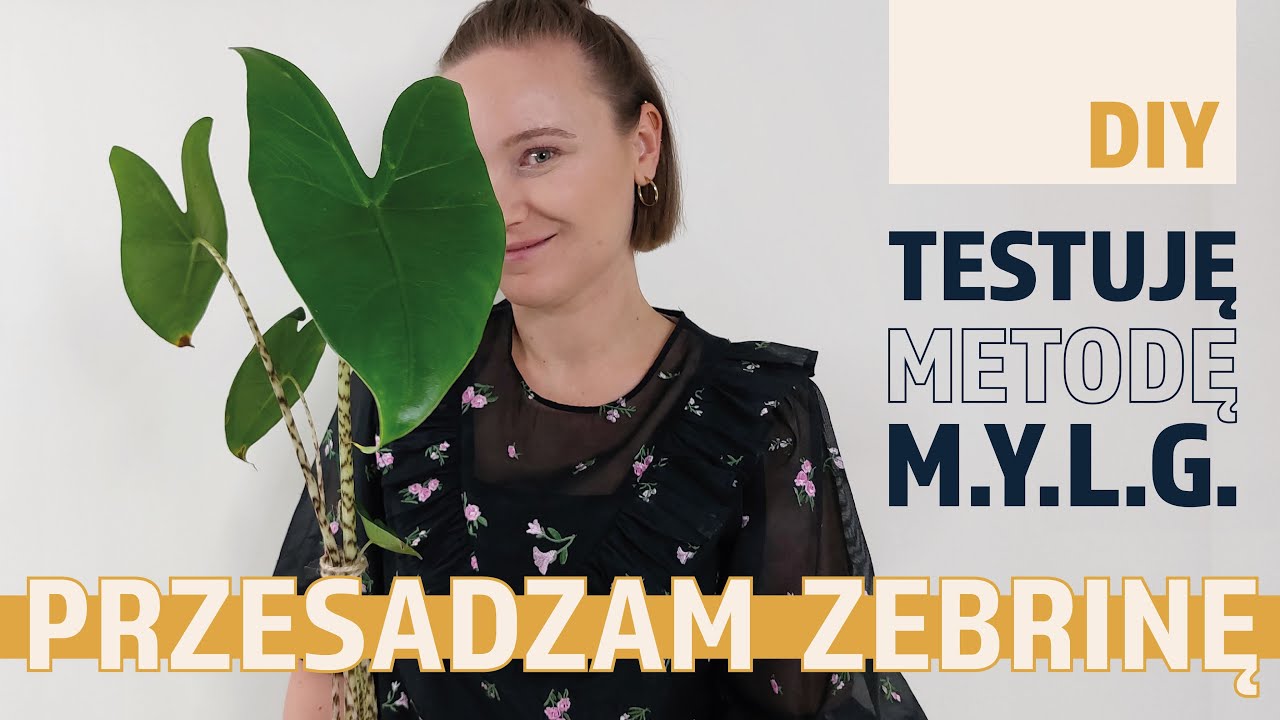 Alocasia Zebrina / Testuję metodę @MakeYourLifeGreener 💚