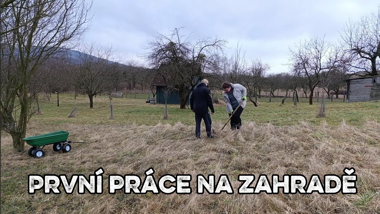 První práce na nové zahradě 🌱 Přesazování meruňky a vožení hnoje