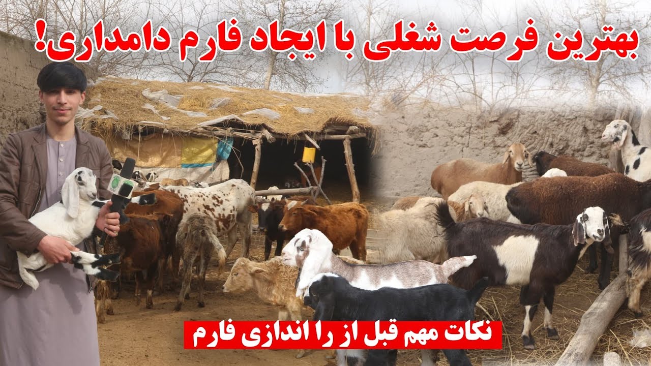 بزرگترین فارم گاو های شیری و گوشتی| فرصت شغلی برای ایجاد فارم مالداری | ولسوالی کلباد کندز|