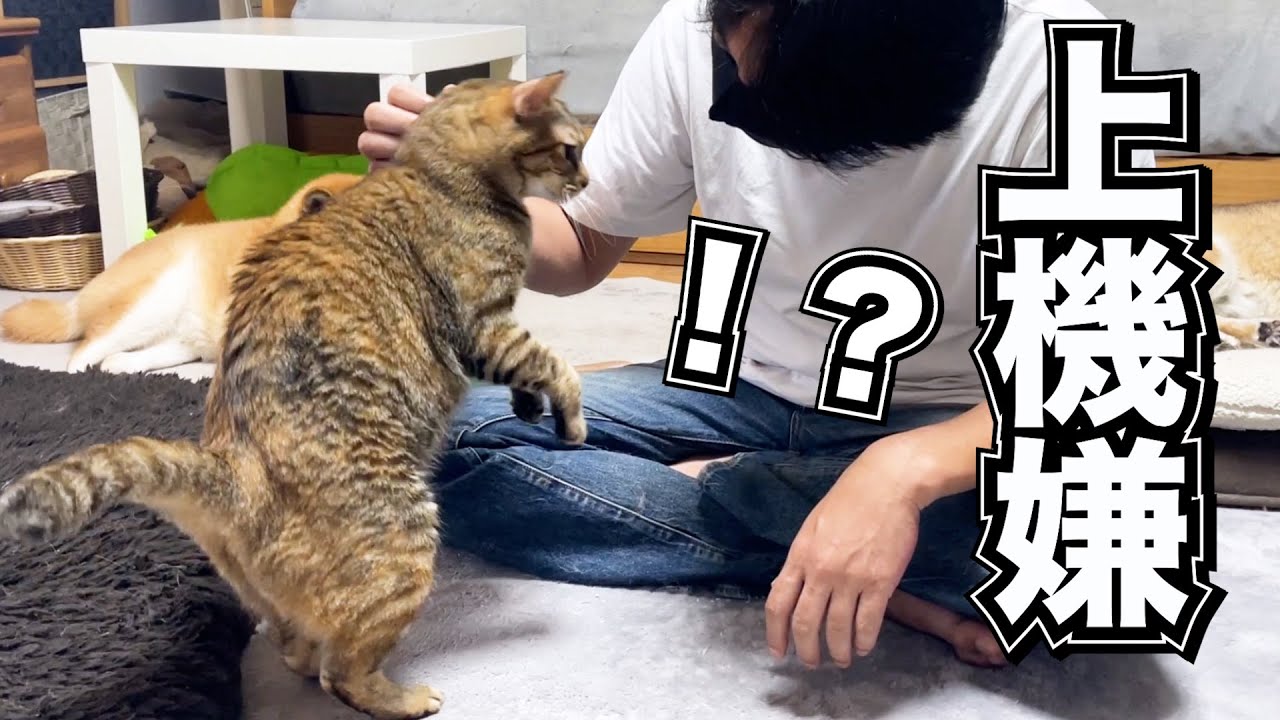 猫たちの爪切りの様子を普段見れない視点から撮っていると終わった後に思わぬ展開が…！！