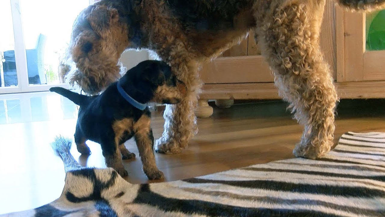 Ein Leben mit Welsh Terriern