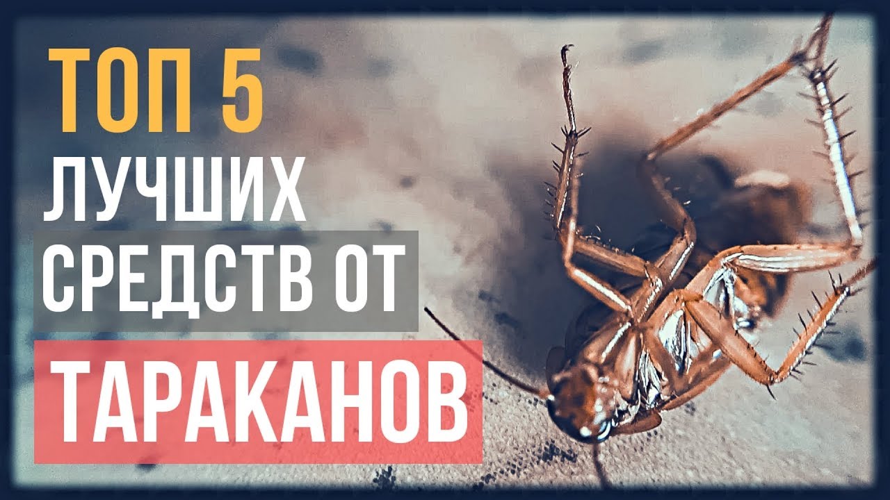 ТОП 5 лучших средств от тараканов: итоги испытаний в 2018 году