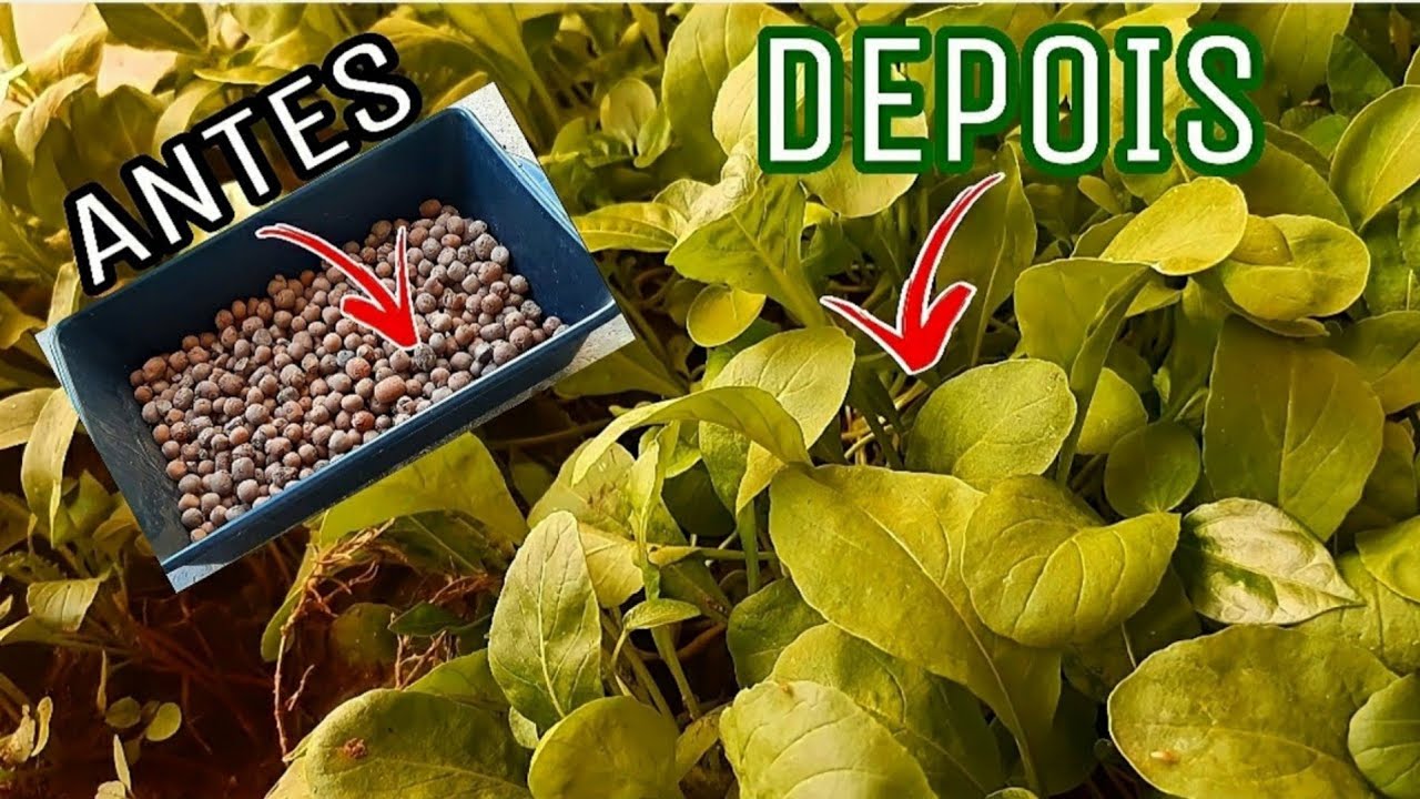 COMO FAZER UMA HORTA COMPLETA EM UMA CAIXA DE CIMENTO! INCRÍVEL!