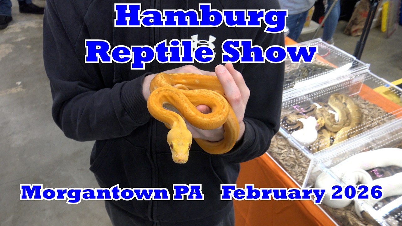 Hamburg Reptile Show Morgantown PA February 2026