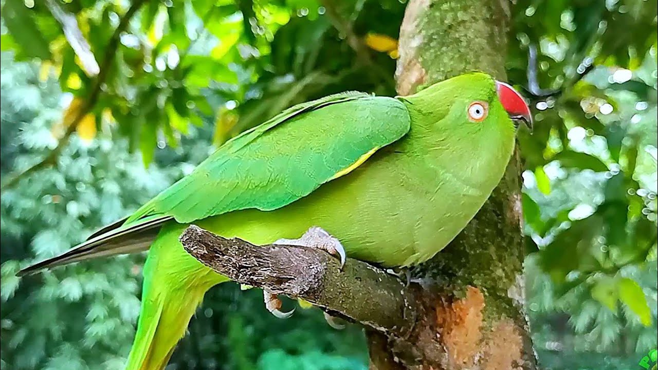Female Parrot Mating Behaviour | Parrot Mating Sounds