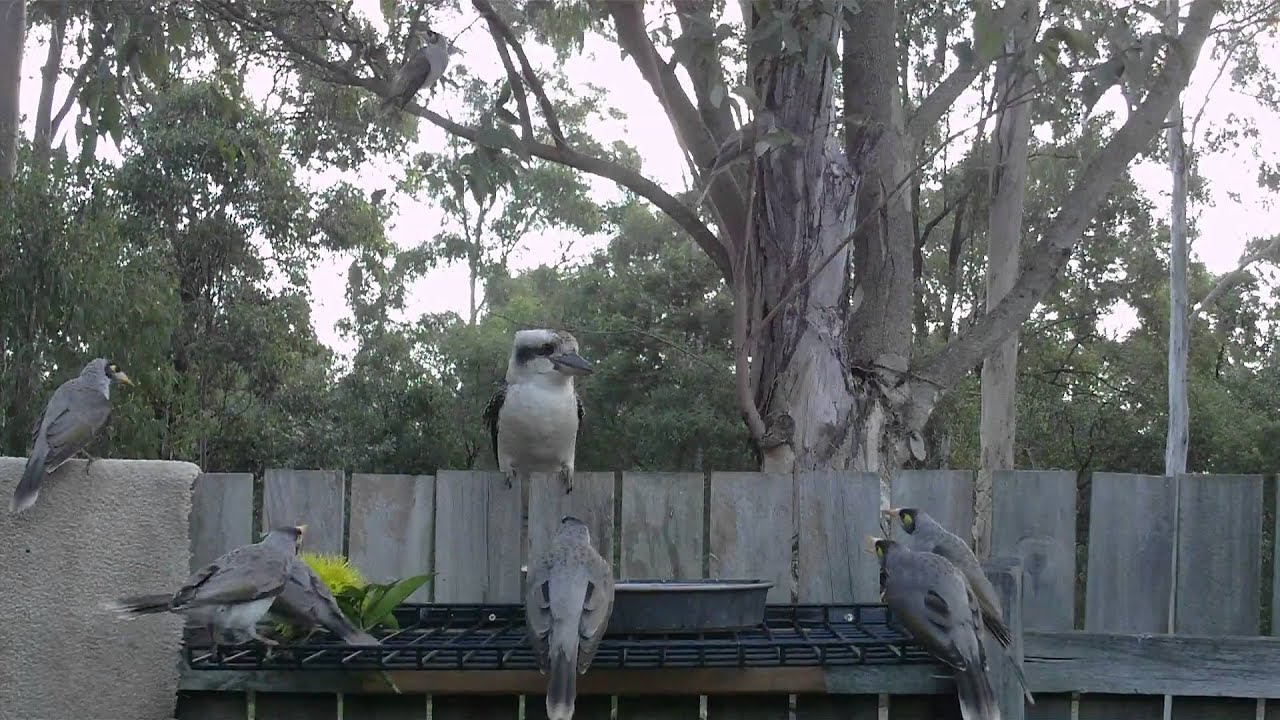 Kookaburra attacked by Noisy Miners HD 1080p