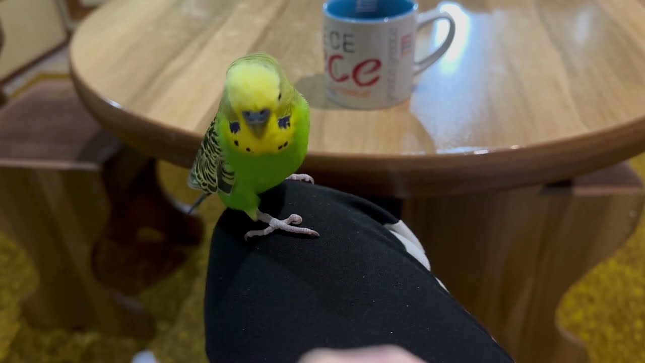 Budgie Temper Tantrum! Истерика волнистика