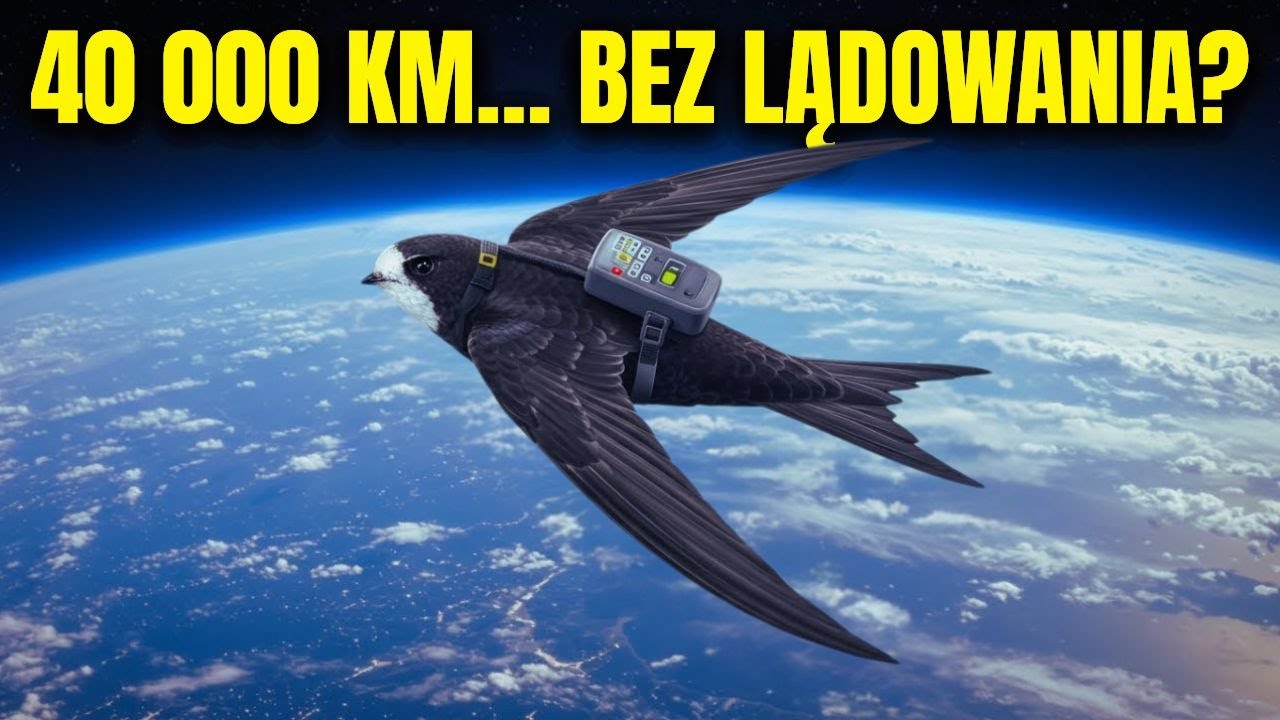 Sekret 40 000 km Lotu Ptaka Bez Lądowania &ndash; Niezwykłe Fakty o Jerzyku