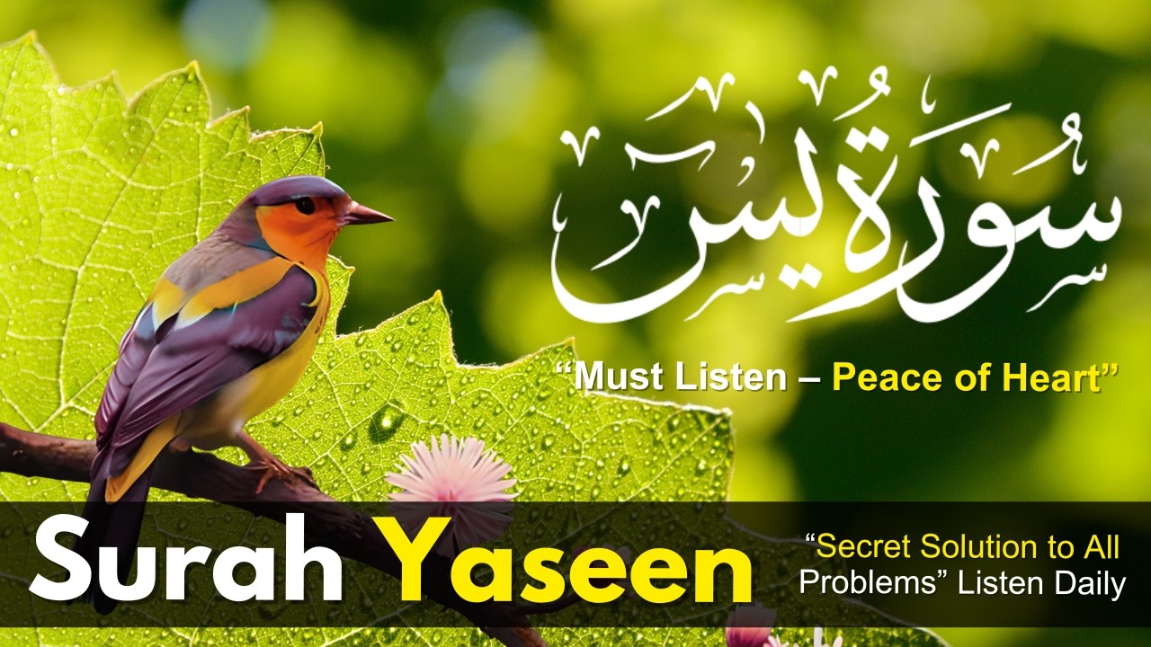 Daily | Surah Yaseen, Ar-Rahman & Al-Mulk | Miracle for Success & Peace | English Translation Ep 072