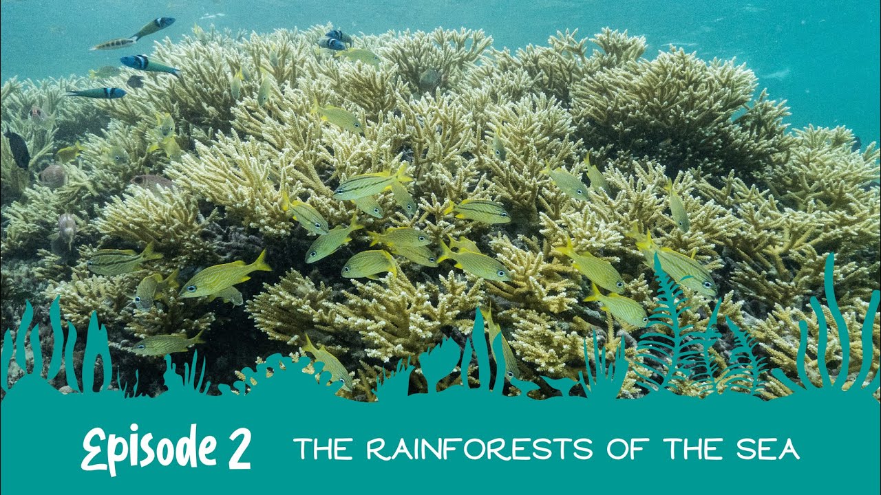 Into the Wild with the EAG: The Coral Code 🪸| The Rainforests of the Sea 🌲🌊| Episode 2