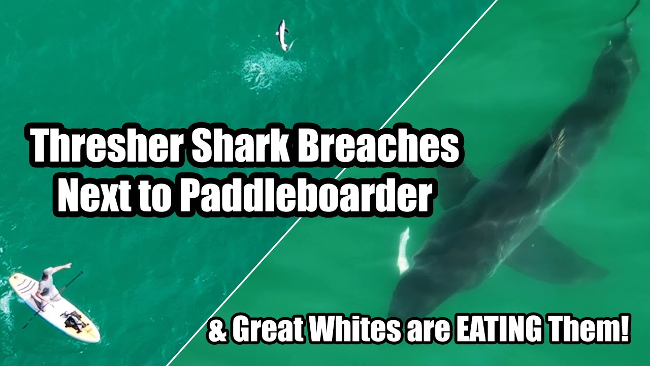 Great White Shark With A Thresher Shark in its Mouth!