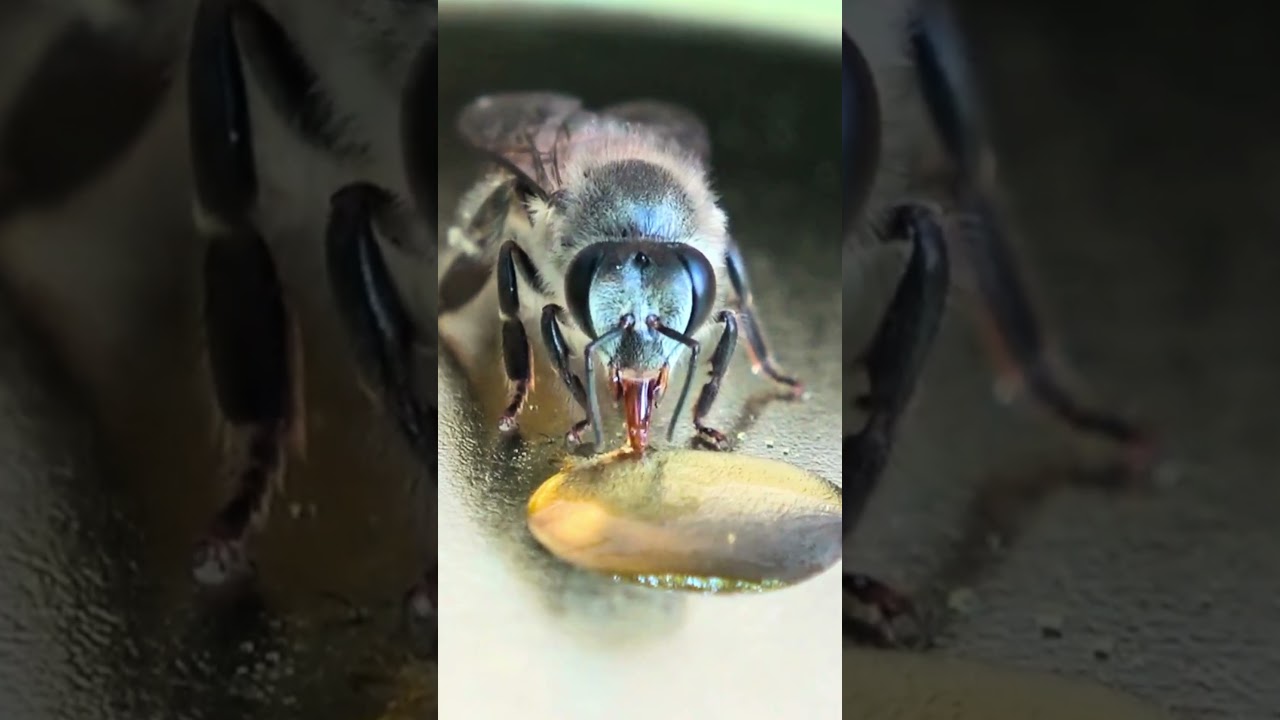 Honey break 🍯 | Herland's honey #honeybees #beefarm #honey #beekeeping #udumalpet #tamilnadu
