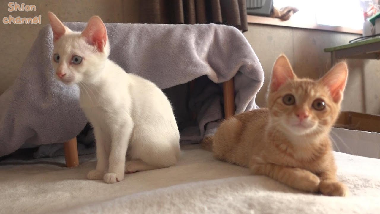 お泊り保育で大はしゃぎする子猫たち