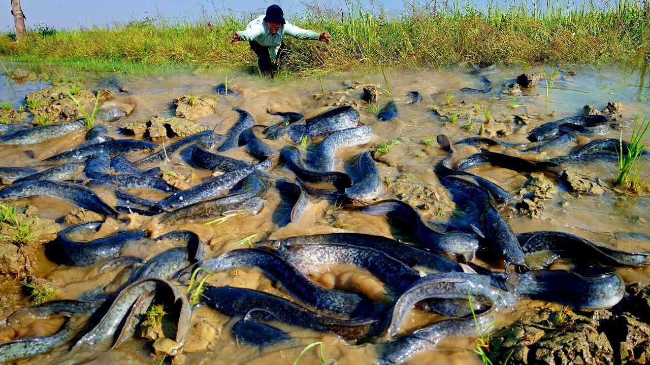 Wow, that's amazing, a woman caught a lot of fish in the rice field.