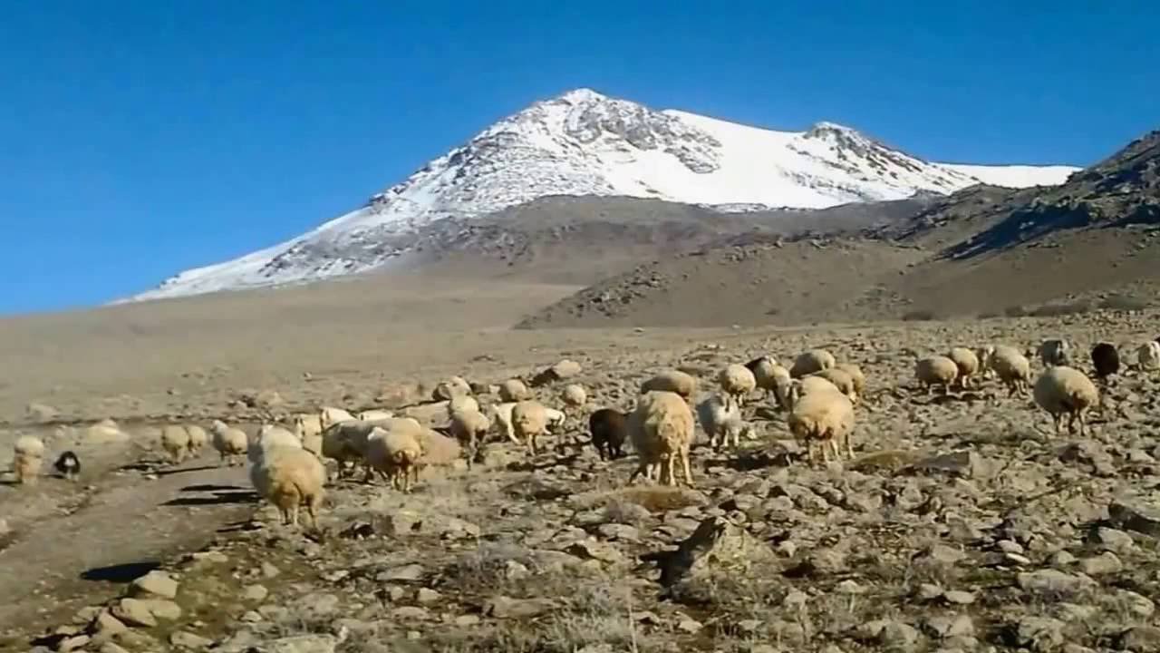 NEŞET ERTAŞ YİNEMİ GURBETE DÜŞTÜ YOLUMUZ