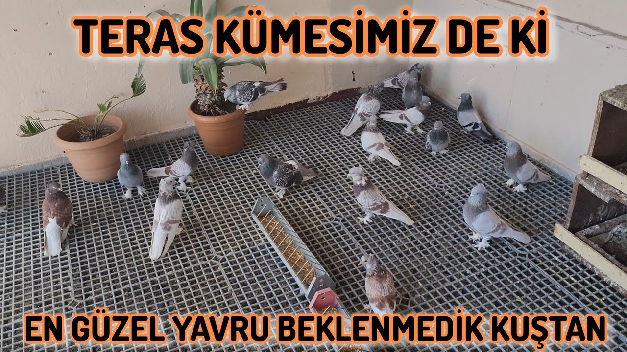 Teras Kümesi