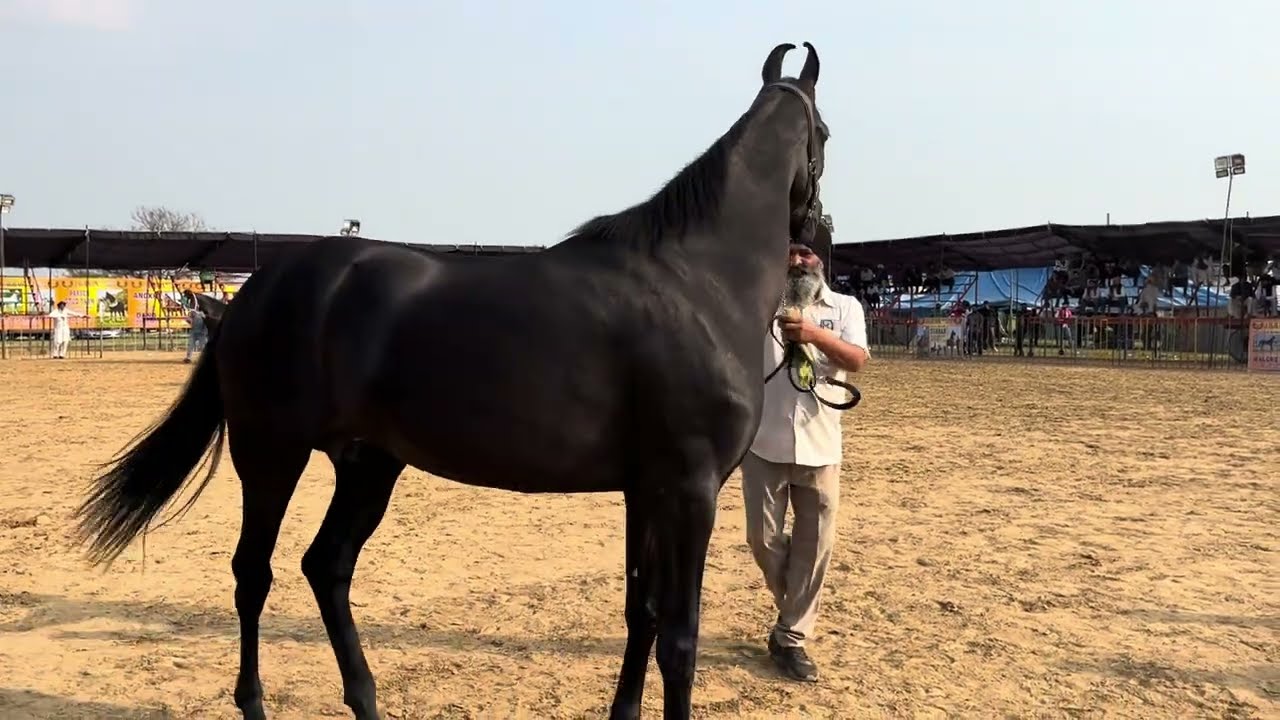 Jagraon Horse show 2026 || display Marwari top breed in India |#horse #explore #marwari #shortsfeed