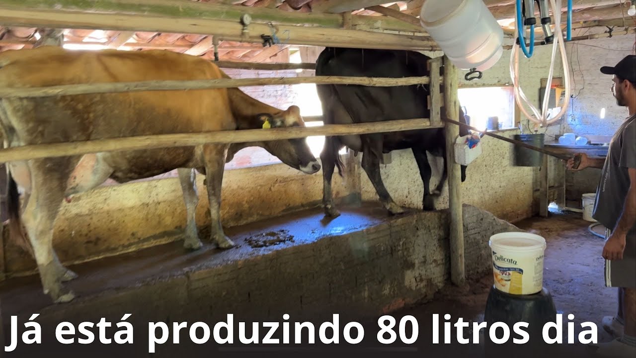 Os primeiros desafios no inicio da atividade leiteira .