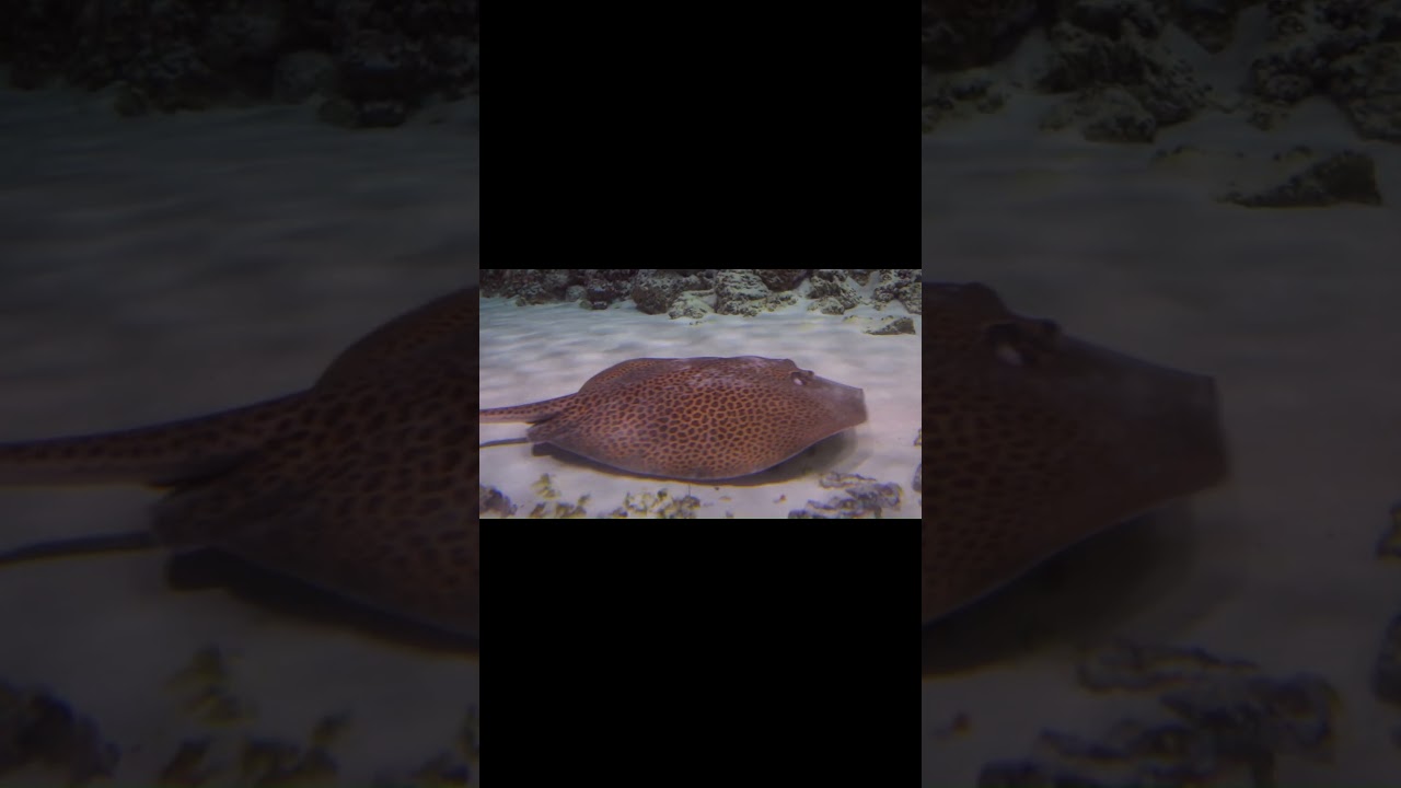 Southern California Poison Safety: Stingrays