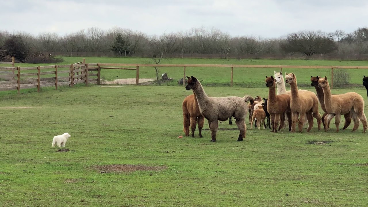 Socialization Training Day 1 for Future Livestock Guardian Dog (Great Pyrenees Puppy ~5 Weeks Old)
