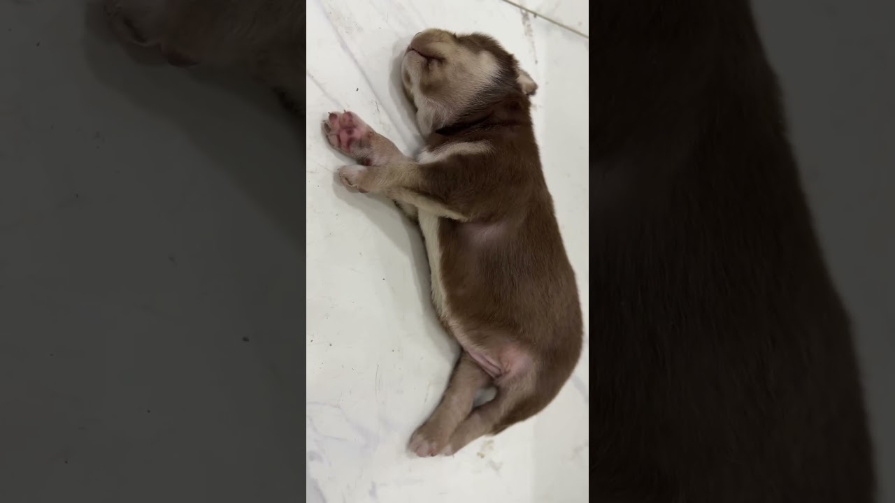 #puppydog
