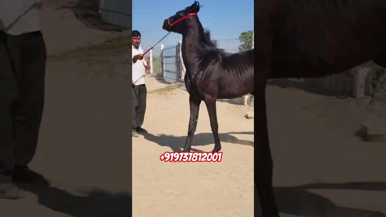 Marwari Colt For Sale +919737812001