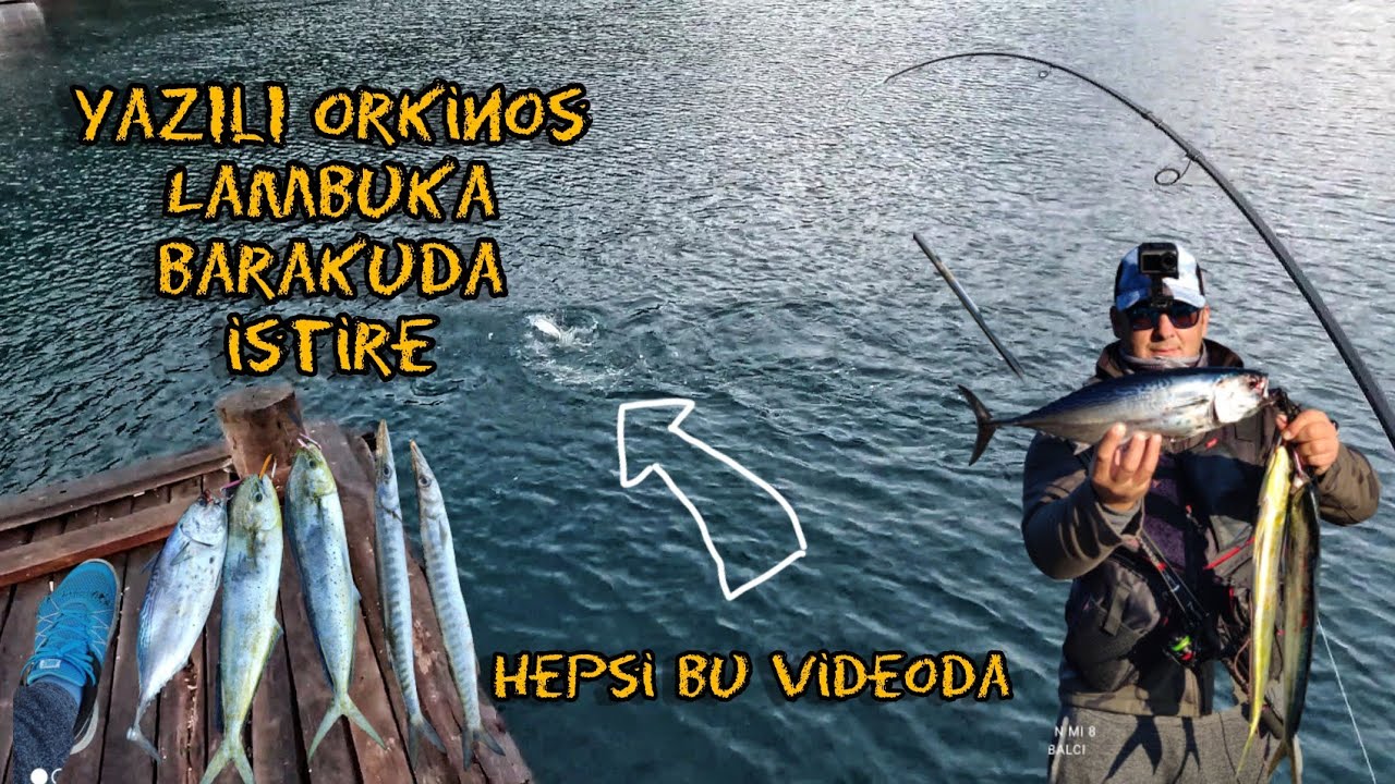 Baraküda,lambuka,yazılı orkinos,istire hepsi bu videoda #baraküda #istire #falsealbacore #mahimahi