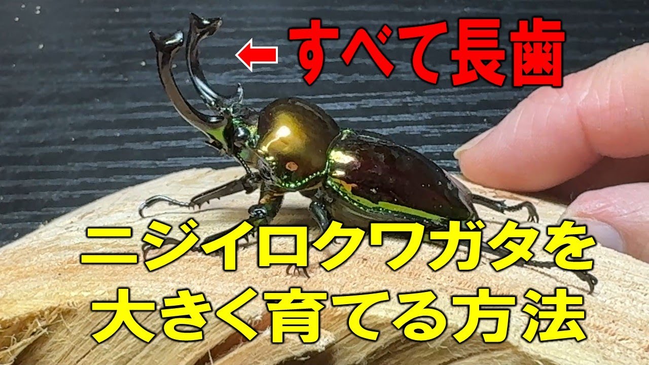 全てのニジイロクワガタをBIGにしたかったら見るべし！