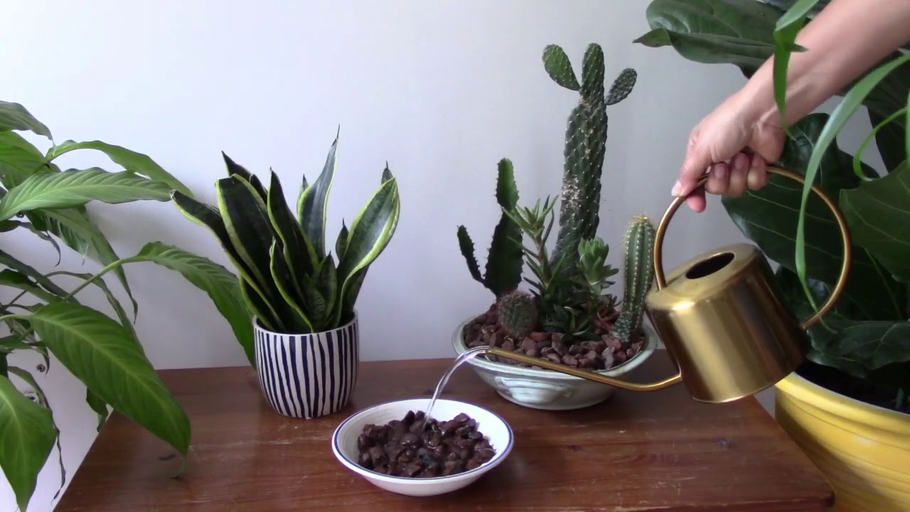 Comment entretenir votre Bromelia Guzmania