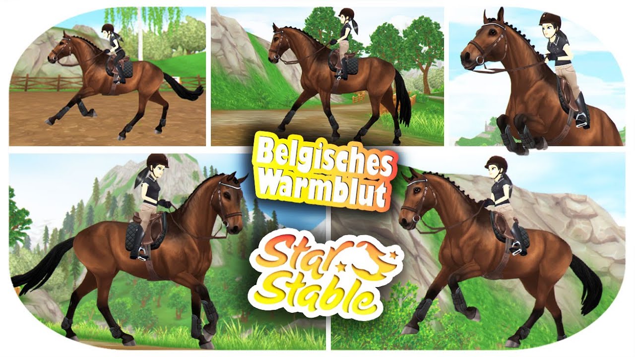 OMG wunderschön! 😍 Belgisches Warmblut kaufen [SSO]