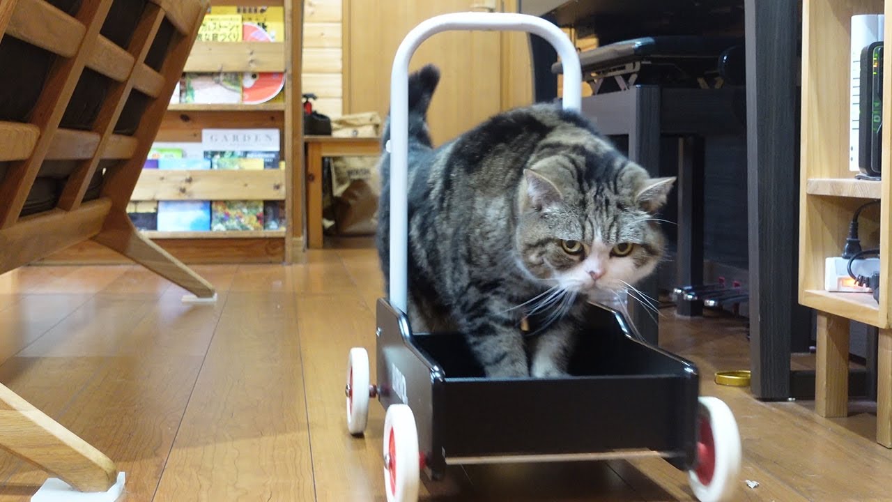 使った手押し車をちゃんと戻すねこ。-Maru puts back the wheelbarrow he used.-