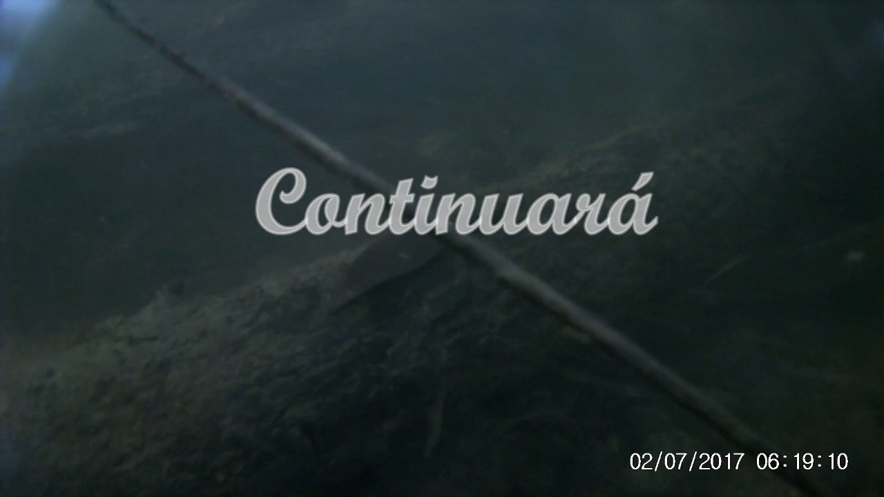 Sam Catchpole - Nematogenys inermis (Siluriformes)