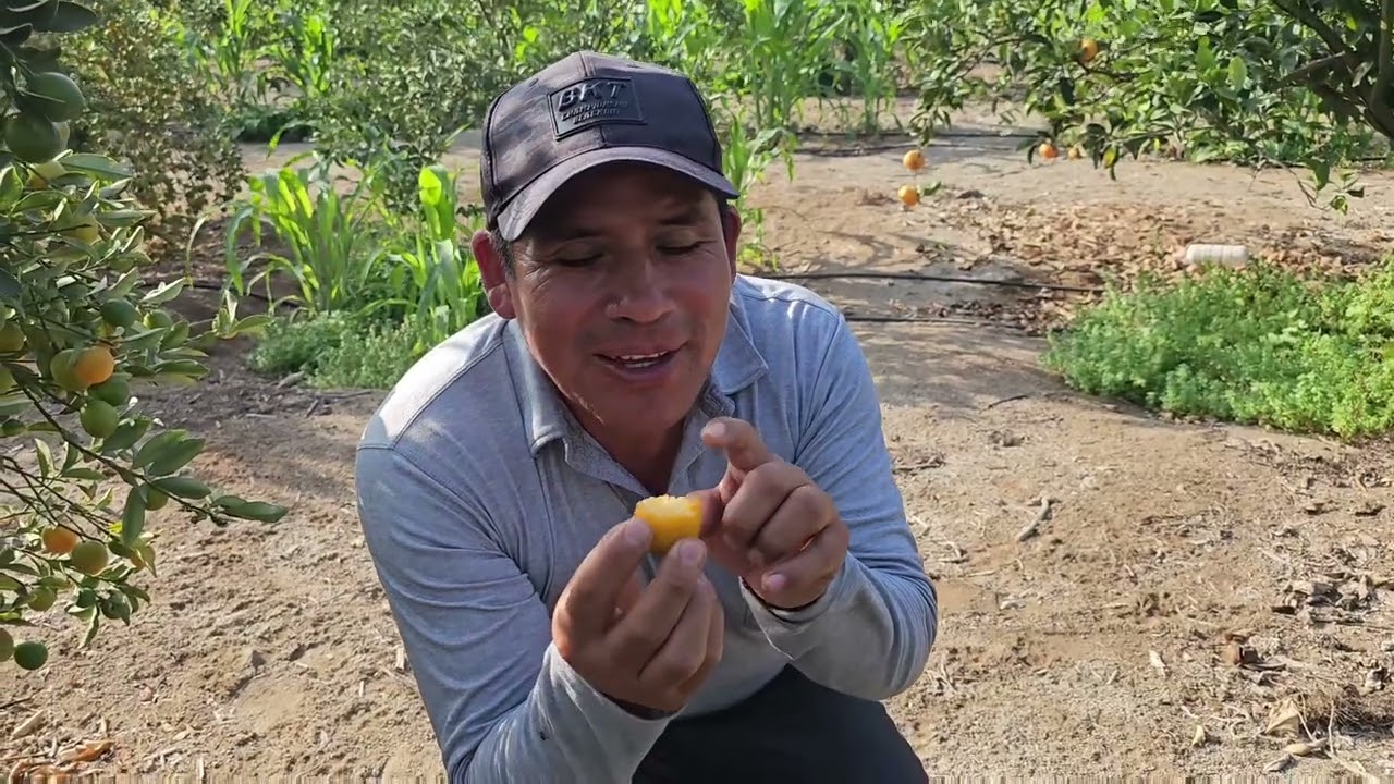 ESTAN SON LAS MANDARINAS MÁS PEQUEÑAS QUE VERÁS - Kinkan/🍊😋🌳VictorSolis