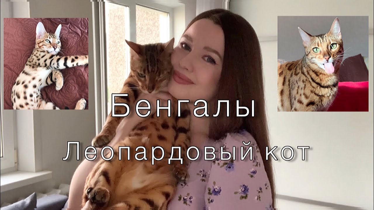 Бенгалы. Кому категорически нельзя заводить !
